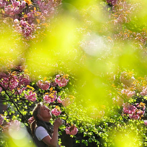 آفتاب بهاري