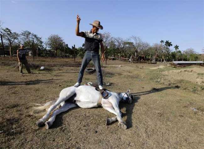 رام كردن اسب