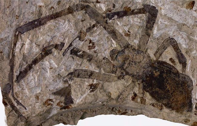 فسيل بزرگ ترين عنكبوت جهان