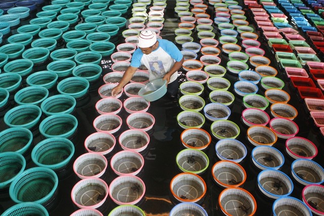 لاک پشت دریایی