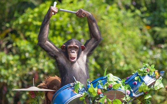 ارکستر حیوانات