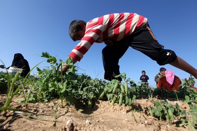 برداشت نخود فرنگی