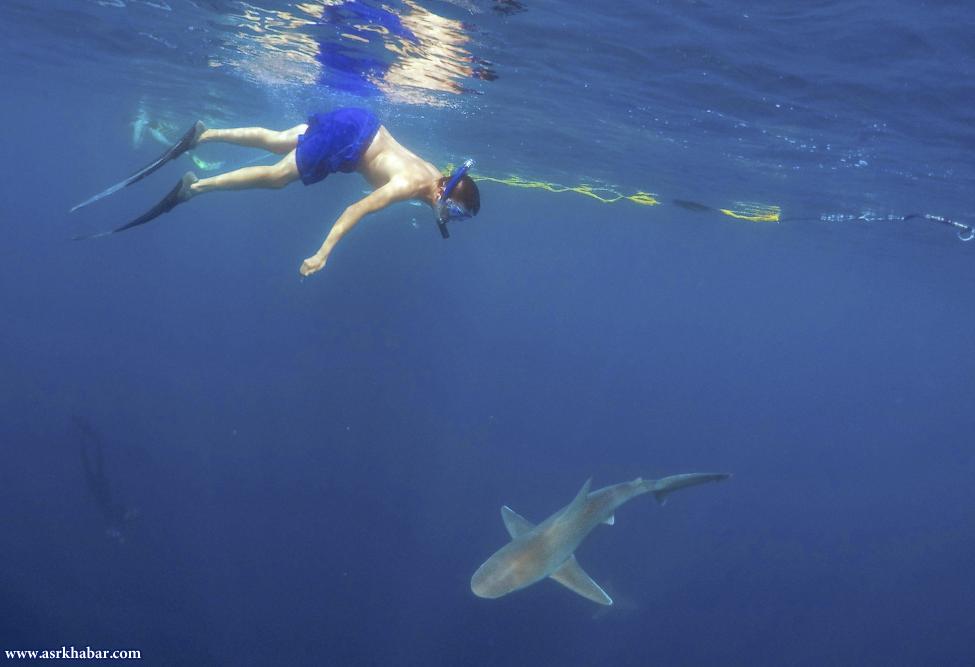 شنای توریست ها با کوسه (عکس)