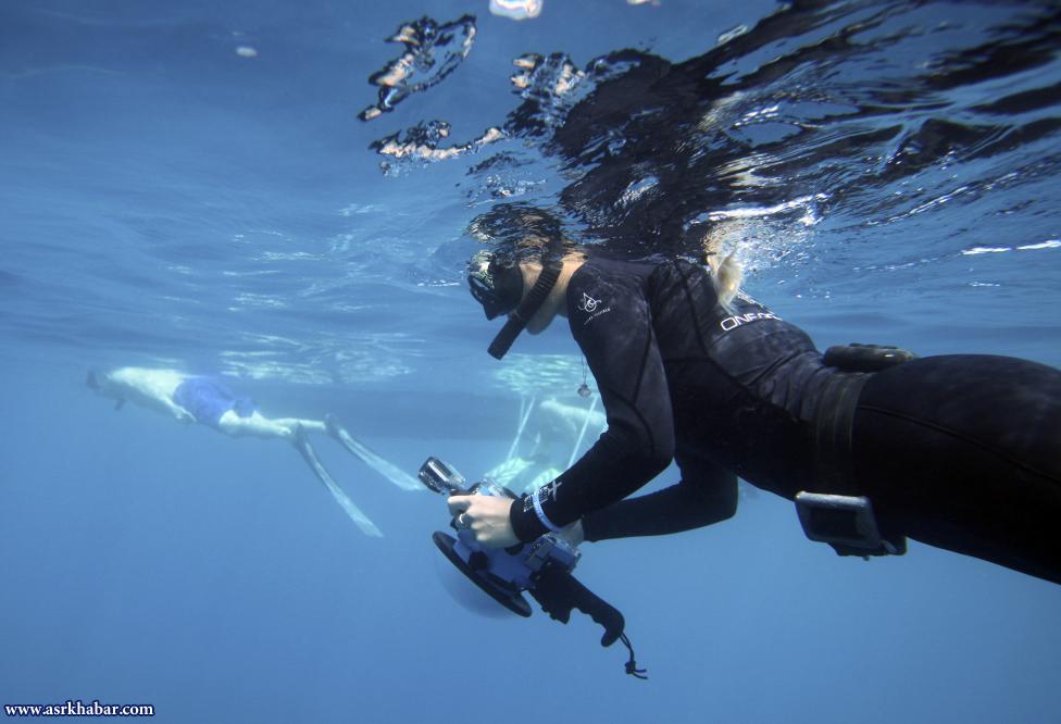 شنای توریست ها با کوسه (عکس)