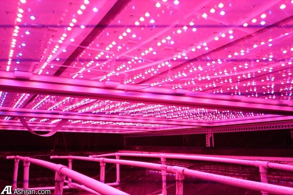 ساخت بزرگ‌ترین مزرعه عمودی مسقف جهان در نیوآرک