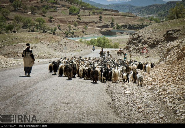 کوچ عشایر (عکس)