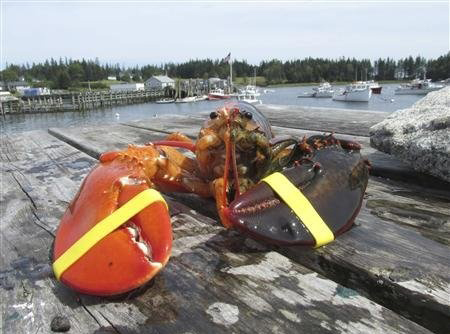 خرچنگی با 2000 کیلو وزن (+عکس)