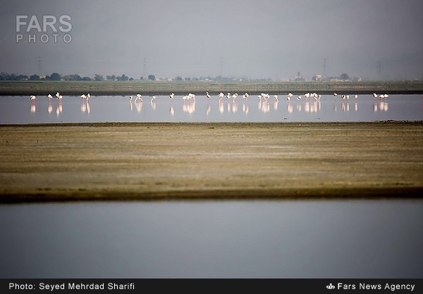 فلامینگوهای تالاب میقان اراک (عکس)
