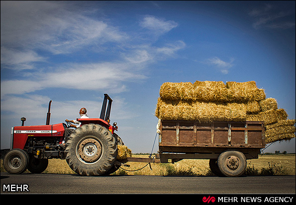 برداشت گندم - گرگان (عکس)
