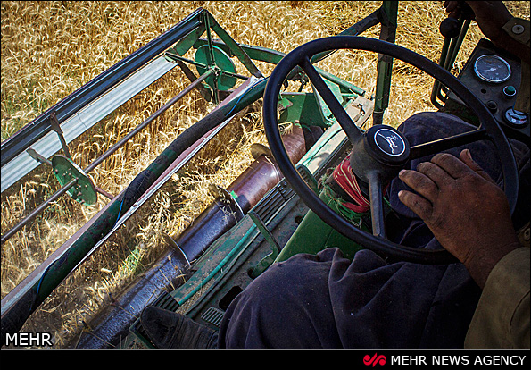 برداشت گندم - گرگان (عکس)