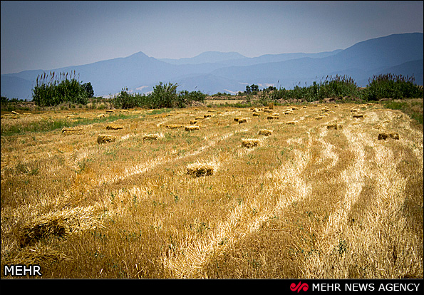 برداشت گندم - گرگان (عکس)