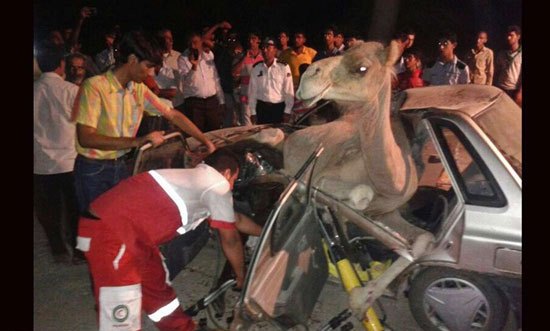 تصادف شتر و پراید (عکس)