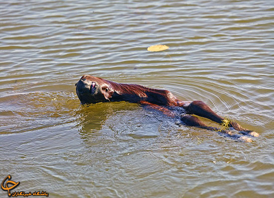 اسبی که طعمه تمساح شد (عکس)