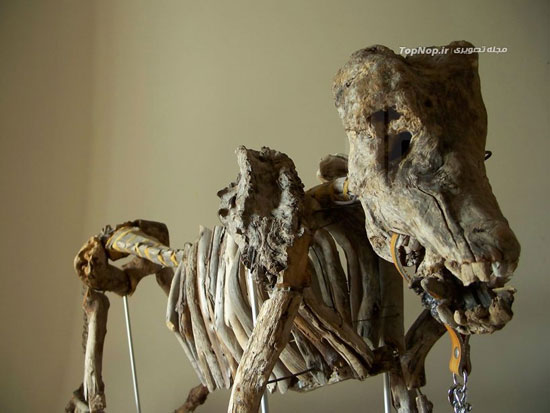 هنرنمایی عجیب با چوب‌های فرسوده (+عکس)