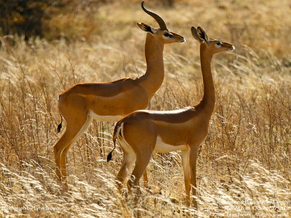 دنیای حیوانات(عکس)