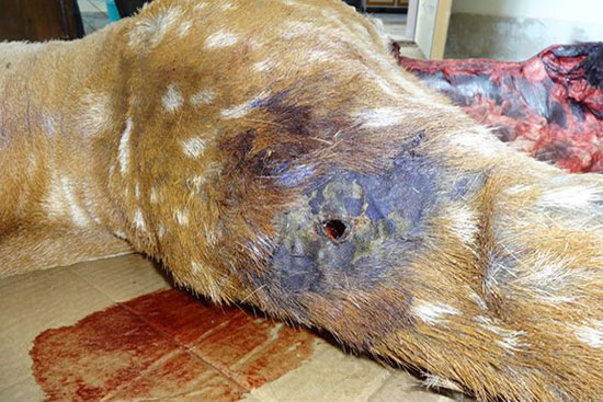 مرگ تاسف‌بار یک گوزن‌ ایرانی دیگر (+عکس)