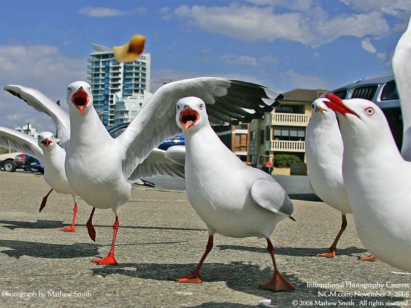 منتخبی از نشنال جئوگرافیک(عکس)