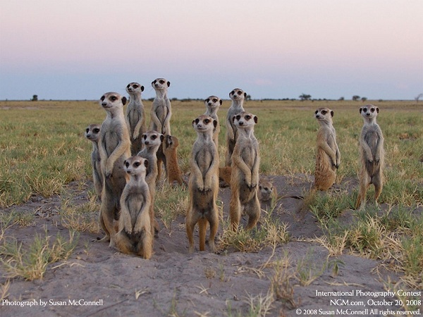 منتخبی از نشنال جئوگرافیک(عکس)