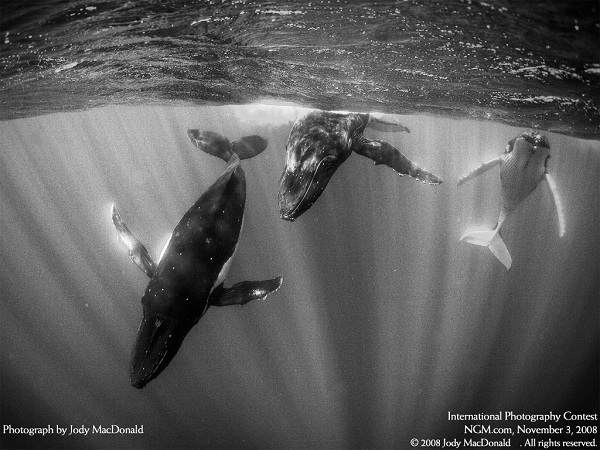 از نشنال جئوگرافیک(عکس)