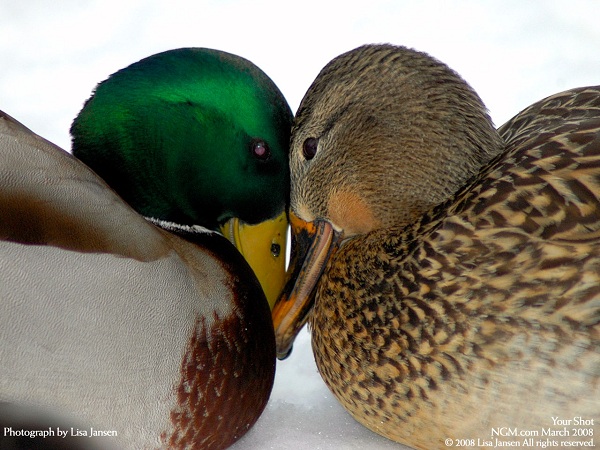 دنیای حیوانات(عکس)