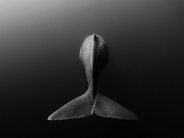 دیدنی های امروز