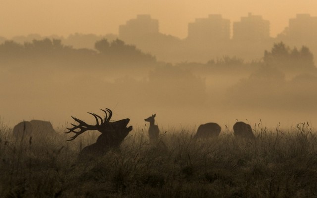 دیدنی های امروز