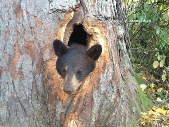 خرس بد شانس! (+عکس)