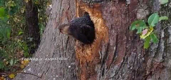 خرس بد شانس! (+عکس)