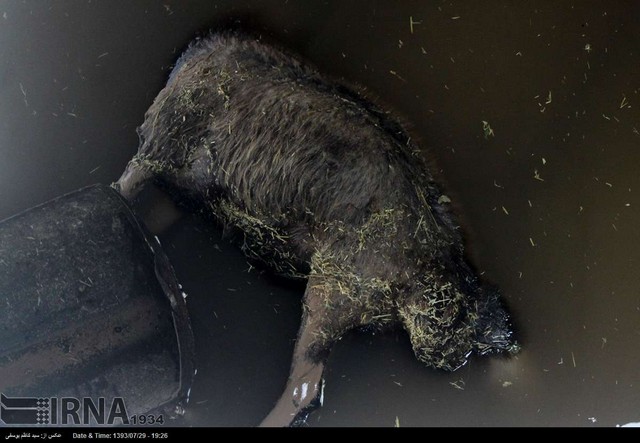 خسارت سیل به مرکز فروش دام در تبریز (عکس)