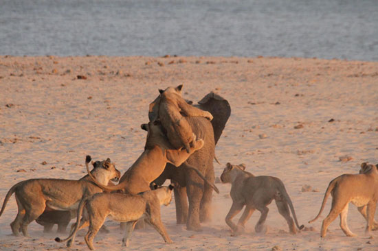 مبارزه فیل جوان با 14 شیر گرسنه (+عکس)