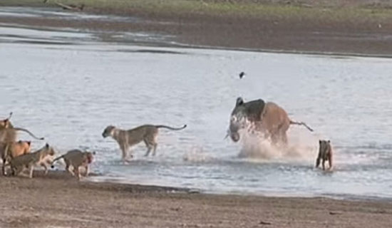 مبارزه فیل جوان با 14 شیر گرسنه (+عکس)