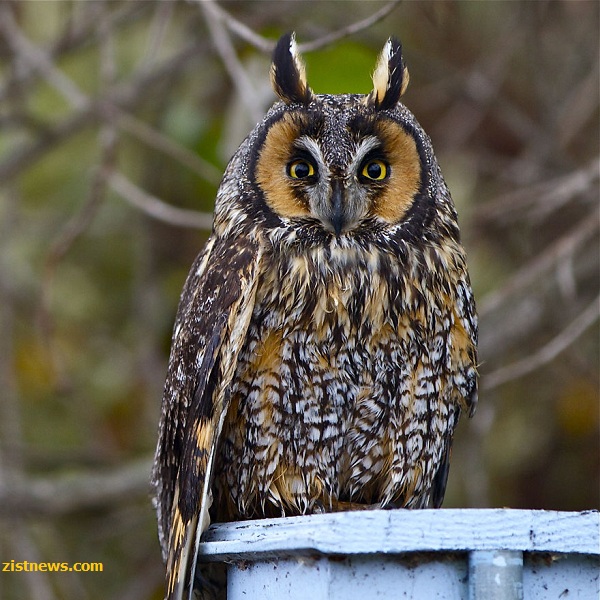 شکارچی دوست داشتنی!(+عکس)