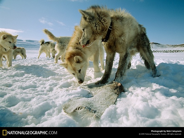 دنیای حیوانات(عکس)