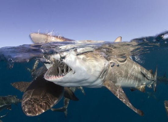 دانلود پس زمینه های زیبا