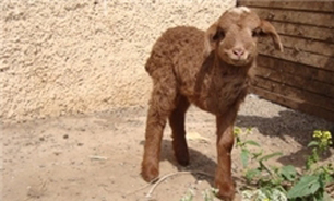 تولد بره یک دست در نطنز (+عکس)