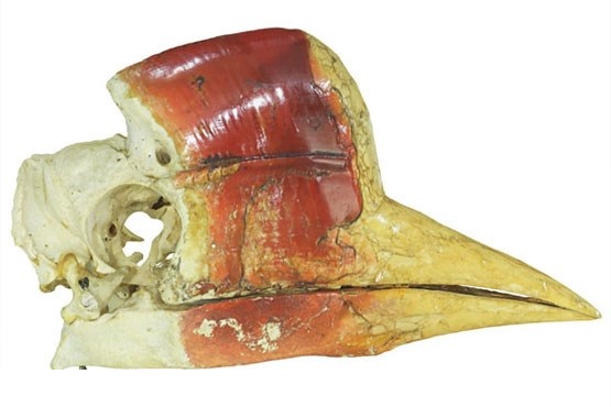 گوگل، موزه را به خانه شما می‌آورد