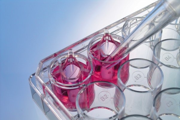 روشی برای نگهداری سلول‌های بنیادی ابداع شد