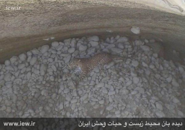 نجات یک پلنگ با تلاش محیط بانان هرمزگانی