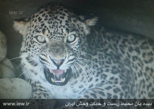 نجات یک پلنگ با تلاش محیط بانان هرمزگانی