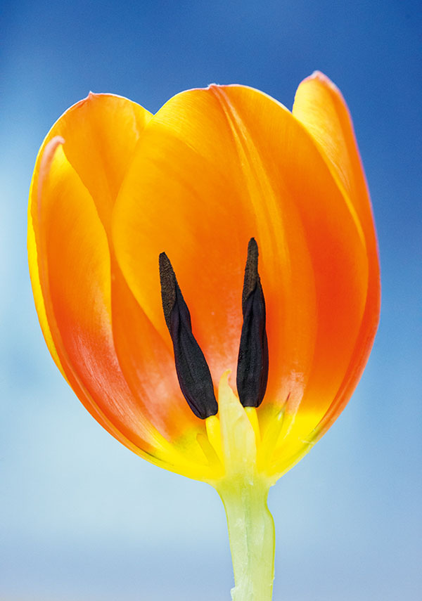 ۶ ایده خلاقانه عکاسی ماکرو در بهار و تابستان