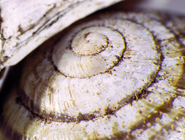 ۶ ایده خلاقانه عکاسی ماکرو در بهار و تابستان