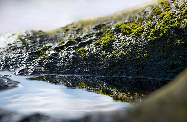 ۶ ایده خلاقانه عکاسی ماکرو در بهار و تابستان