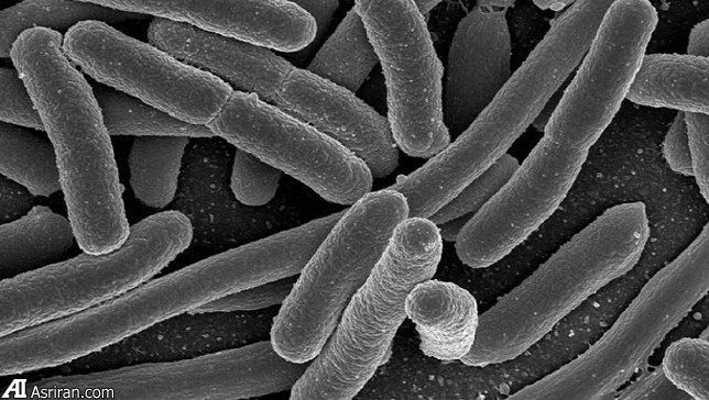 آیا کوچکترین اشکال حیات در زمین درخت حیات را تغییر می دهند؟ آیا کوچکترین اشکال حیات در زمین درخت حیات را تغییر می دهند؟