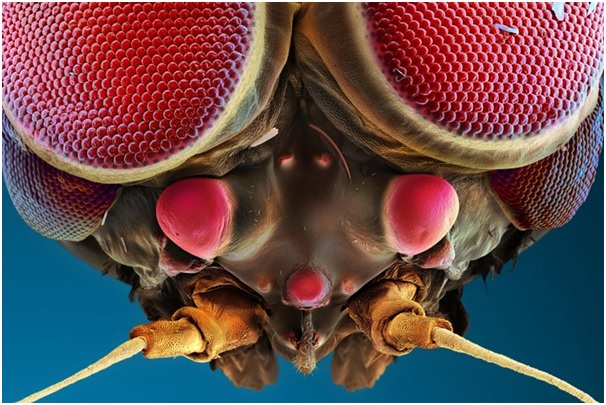 نگاهی به چشمان میکروسکوپی حشره‌ها