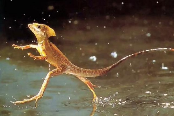 آیا دویدن انسان روی آب ممکن است؟ آیا دویدن انسان روی آب ممکن است؟