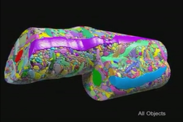 مشاهده تمام سلول های مغز امکان پذیر شد مشاهده تمام سلول های مغز امکان پذیر شد