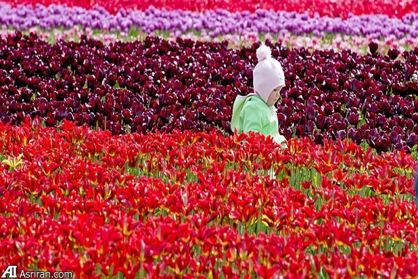 کشورهایی که اینترنت در آنها با سرعت می تازد!