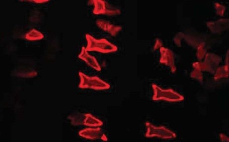 ارائه هدفمند دارو با میکروماهی‌های چاپی سه‌بعدی