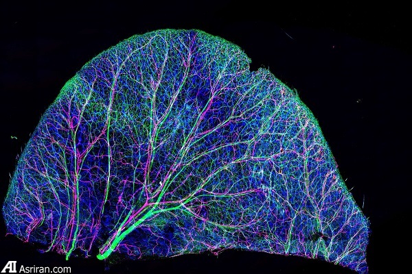 شکار لحظه‌ها در دنیای کوچک اطراف ما