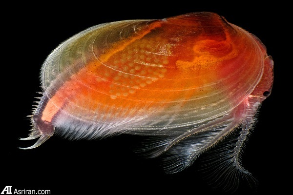 شکار لحظه‌ها در دنیای کوچک اطراف ما